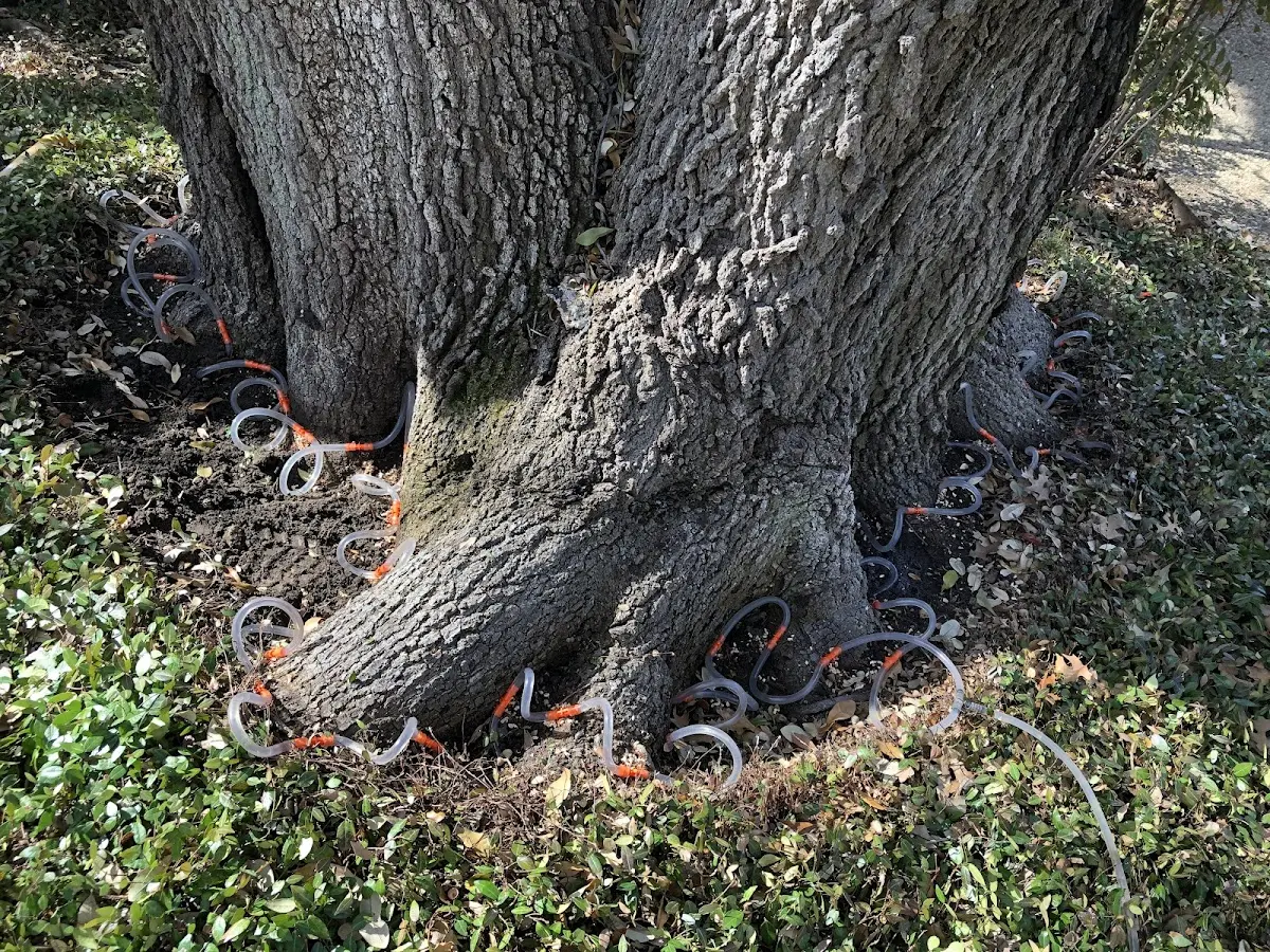 Detailed Tree Cabling and Bracing job site in Raymond